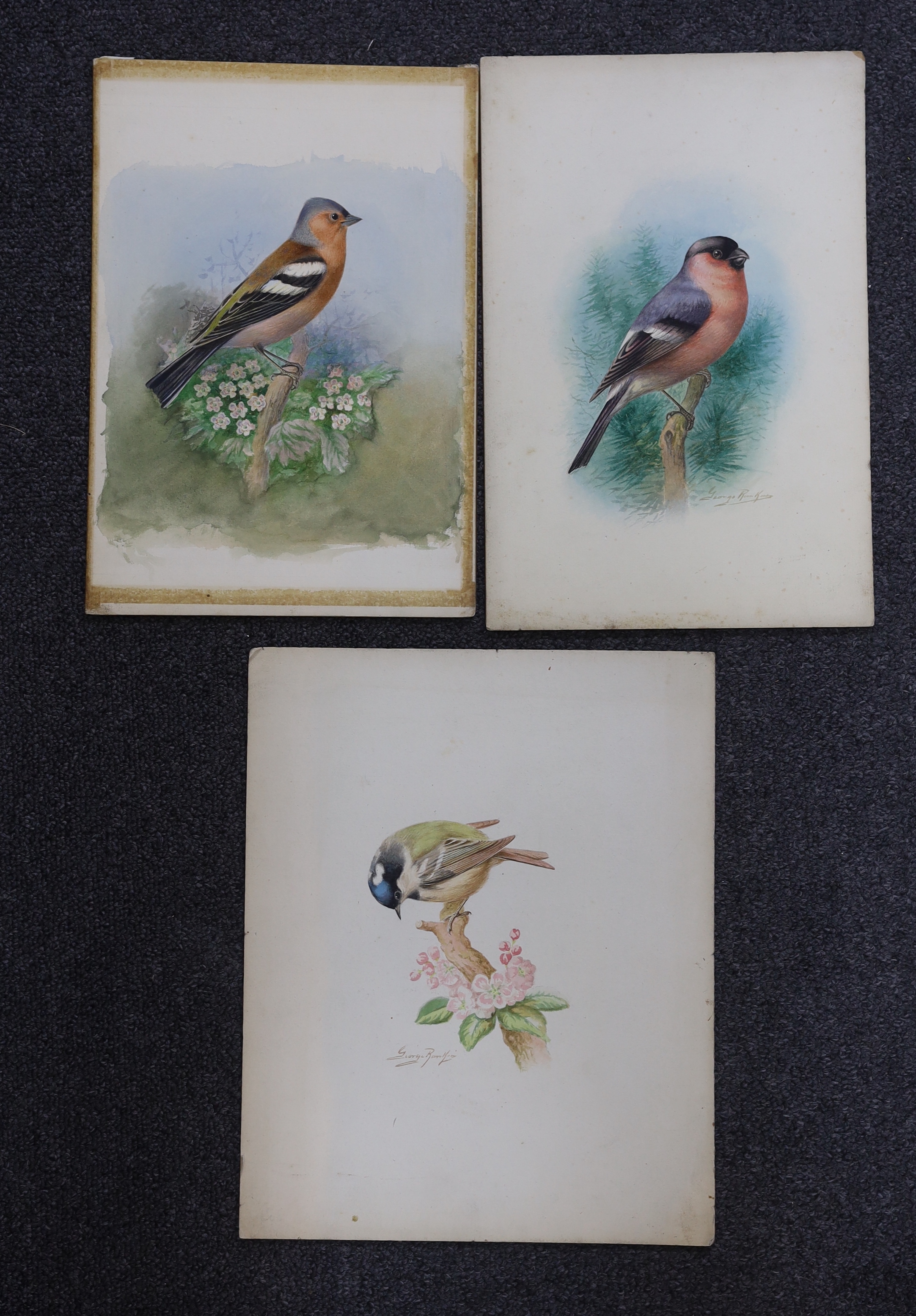 George Rankin (1864-1937) three watercolours on card, Chaffinch, Bullfinch and Coal Tit, largest 29 x 24cm, unframed